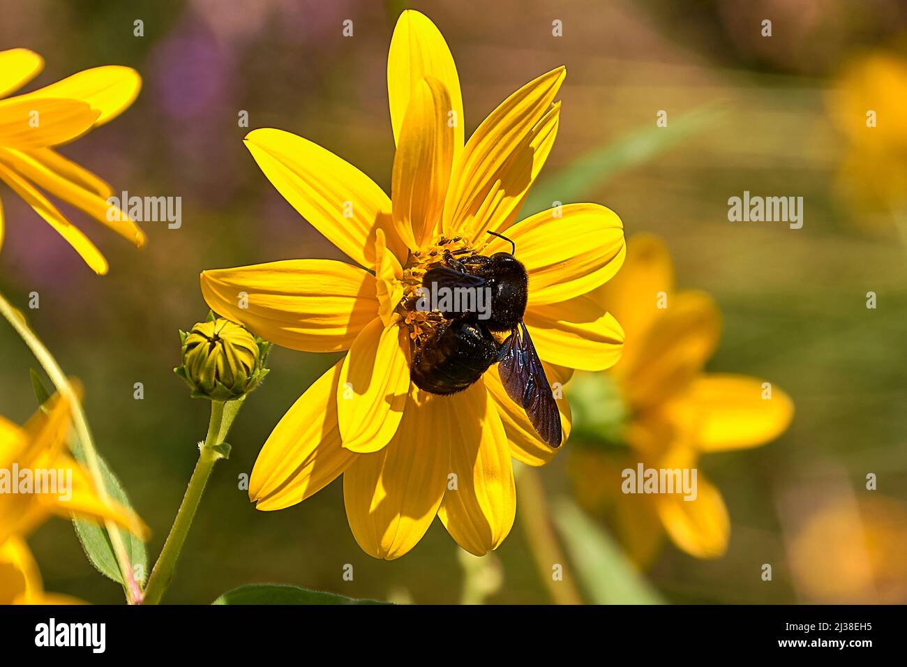 Large bee pollinating on a yellow daisy . Stock Photo