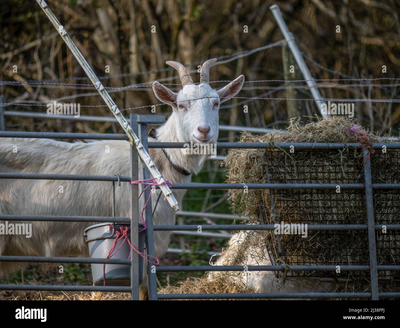 White goat in improvised pen on smallholding. Agriculture uk. Stock Photo