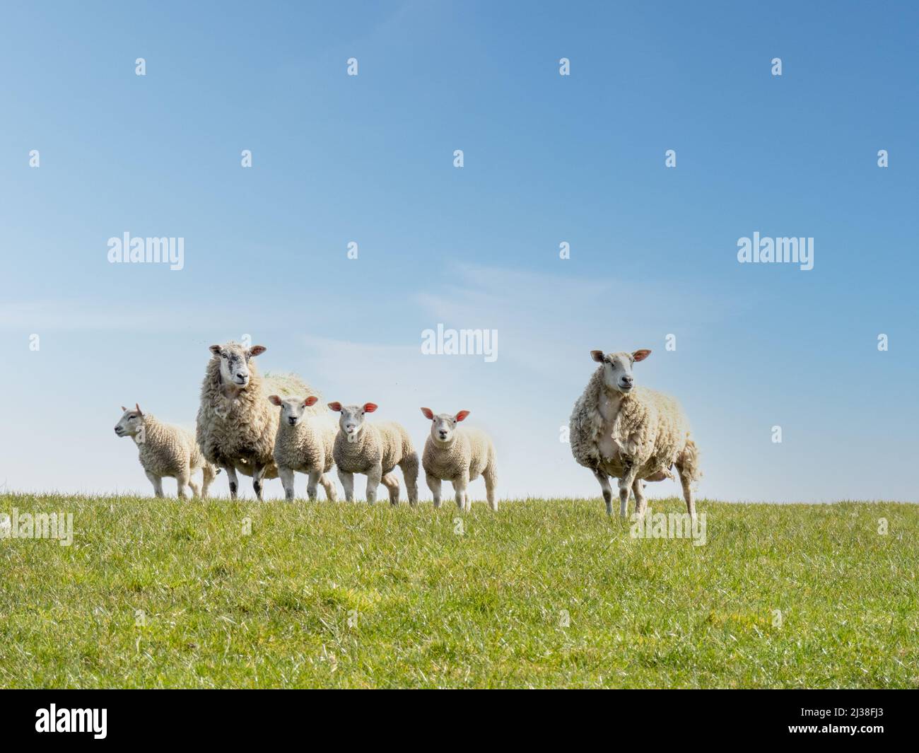 Backlit sheep on horizon in field with great ears. Stock Photo