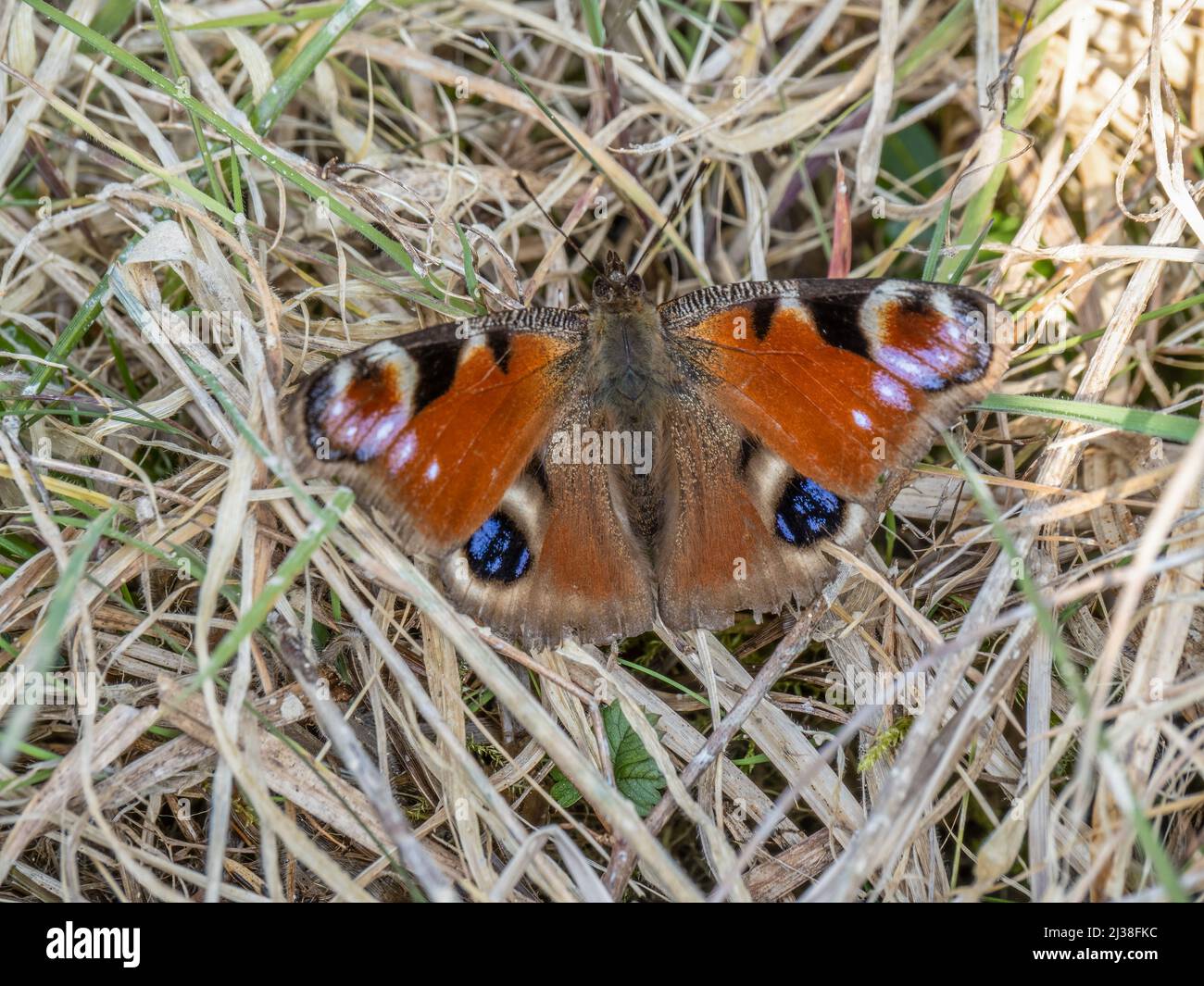 Peacock butterly uk hi-res stock photography and images - Alamy