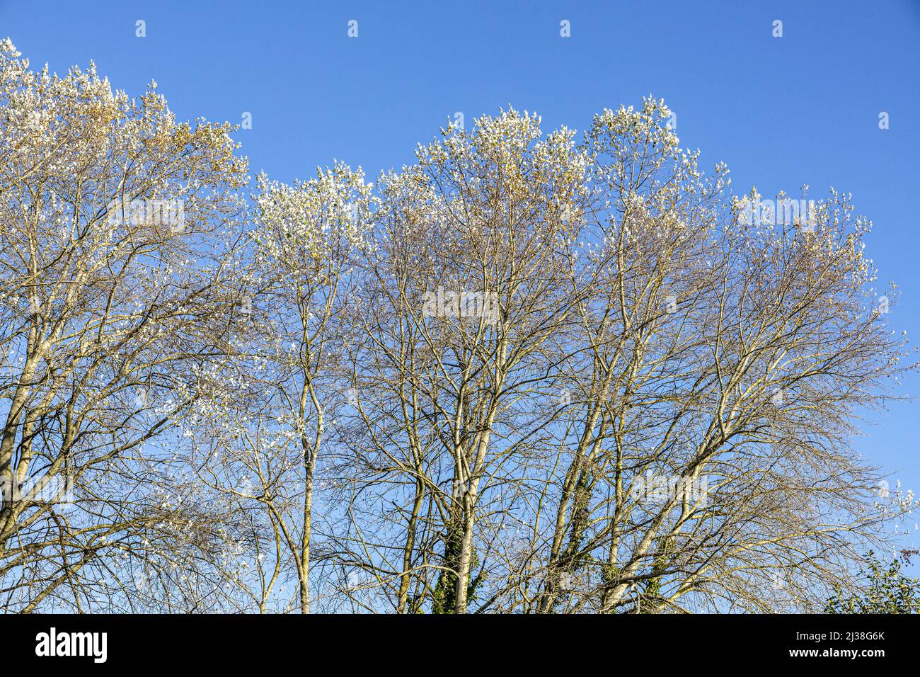 Poplar trees in autumn set against a blue sky at huntley in the Forest of Dean, Gloucestershire, England UK Stock Photo