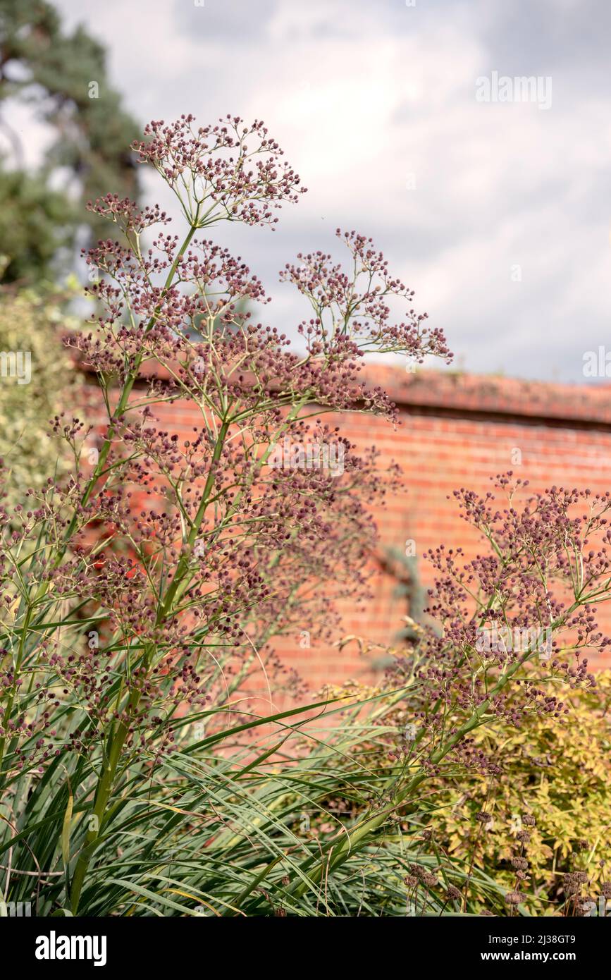 ERYNGIUM PANDANIFOLIUM RHS GARDEN WISLEY Stock Photo Alamy