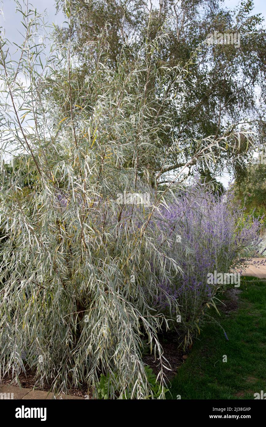 Salix exigua and Perovskia Blue Spire Stock Photo