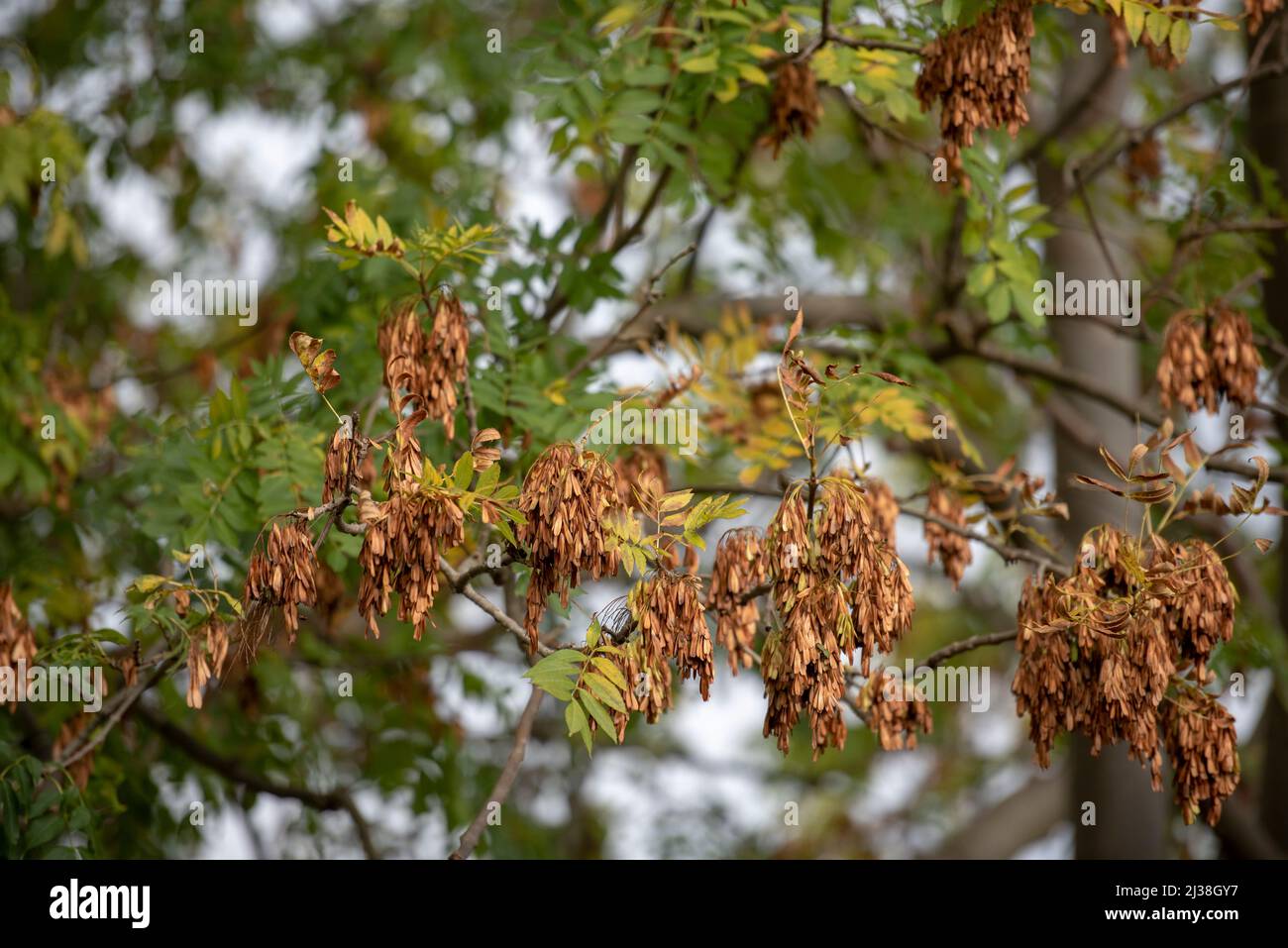 FRAXINUS EXCELSIOR FRUITS Stock Photo