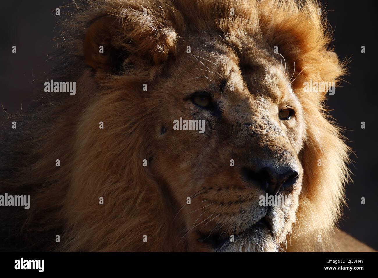Closeup portrait of a male lion looking away Stock Photo Alamy