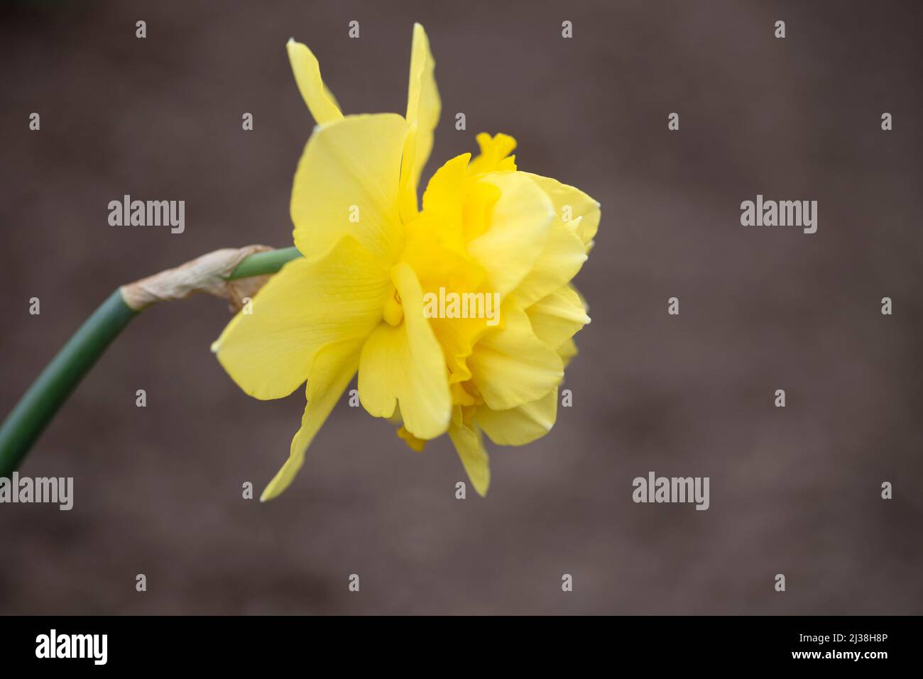 NARCISSUS GOLDEN DUCAT Stock Photo