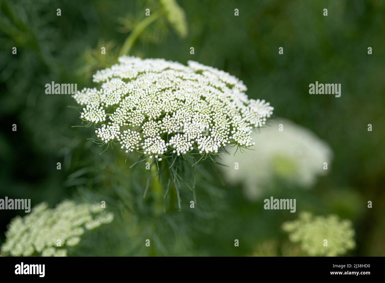 Ammi majus - Bishops Weed Stock Photo