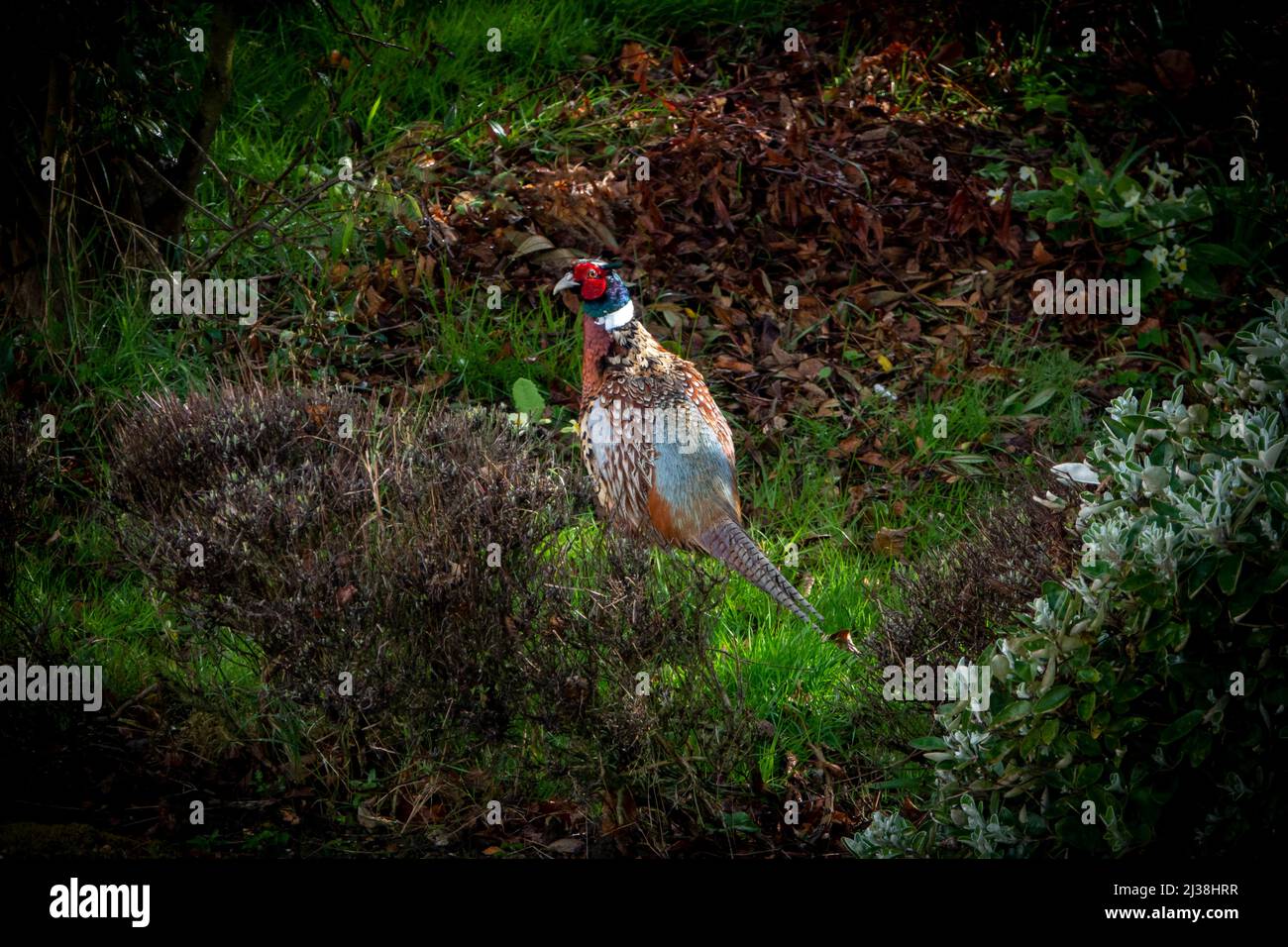 Male common pheasant in dark undergrowth but in a small bright patch of sunlight. Stock Photo