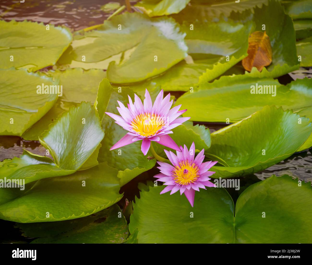 lotus blooming purple or water Lilly beautiful natural in the garden Stock Photo
