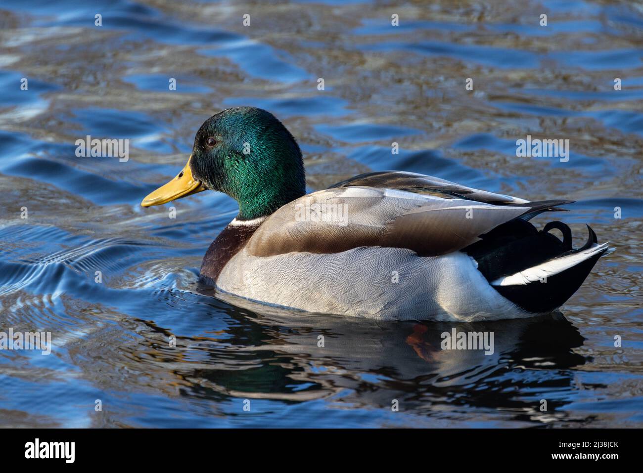 The male mallard, Anas platyrhynchos, is a dabbling duck that breeds