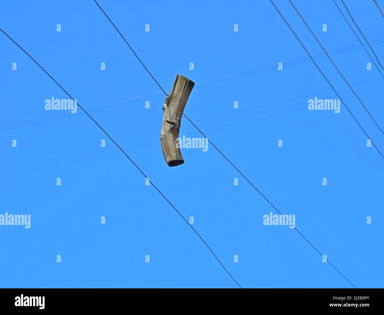 Detail of a dried wooden branch hanging on a wire on a background of blue cloudless sky Stock Photo
