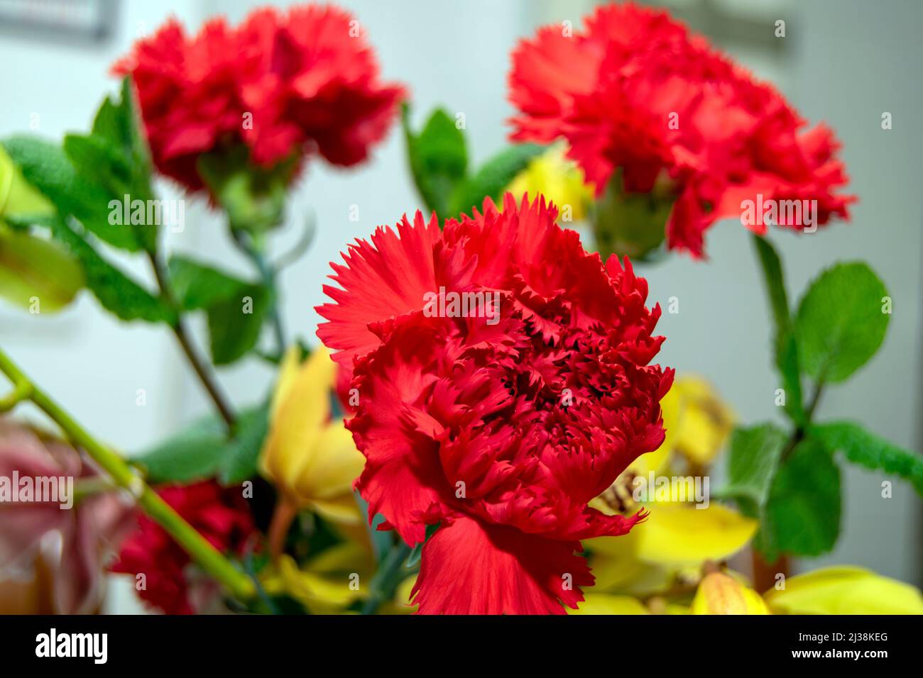 Dianthus Flowers, Carnation flower, The red carnation is related to feelings like esteem, affection, admiration and love. National Flower of Spain. Stock Photo