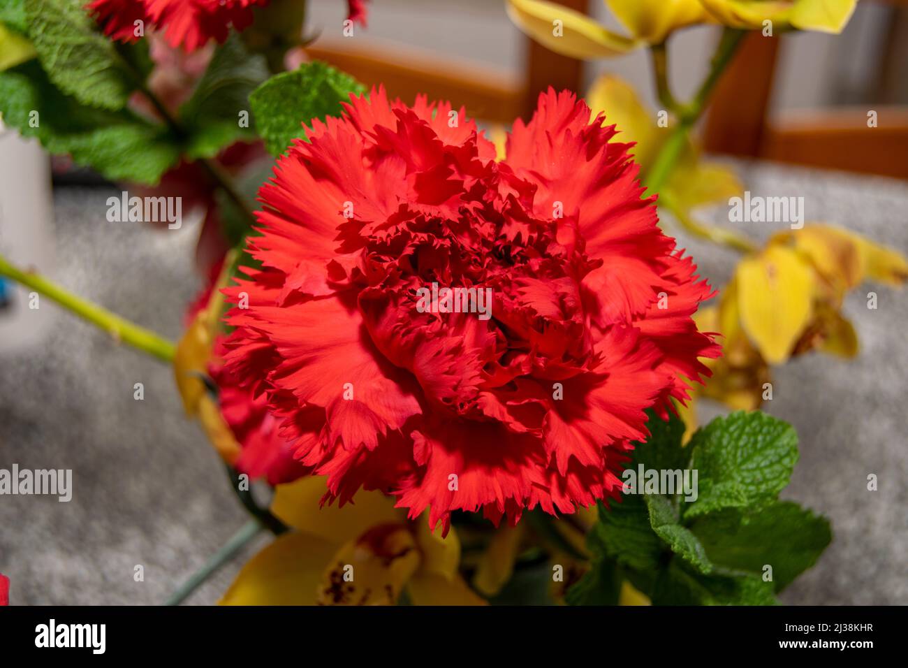 Dianthus Flowers, Carnation flower, The red carnation is related to feelings like esteem, affection, admiration and love. National Flower of Spain. Stock Photo