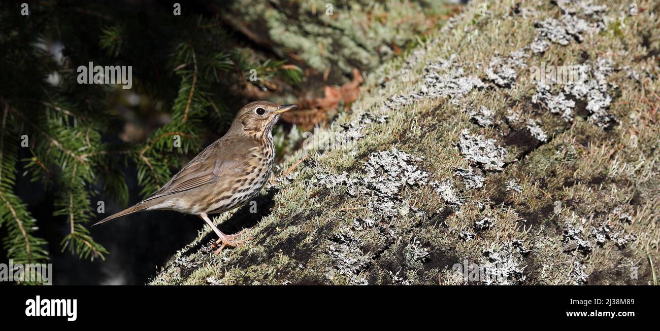 Song thrush sitting on fallen tree with lichens in Spruce forest Stock Photo