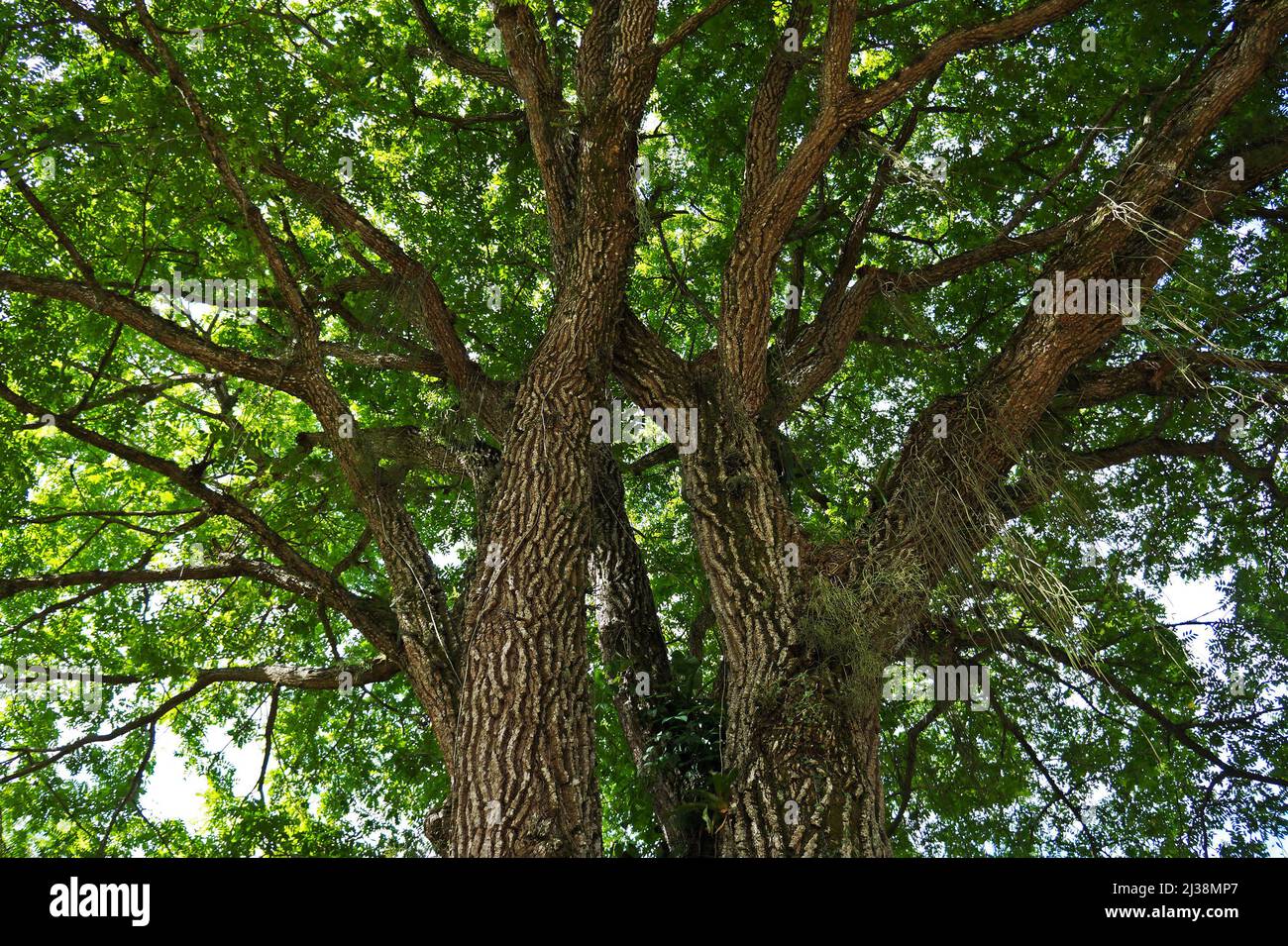 Mobbin Tree Yellow mombin or hog plum (Spondias mombin) tree trunk and branches ...