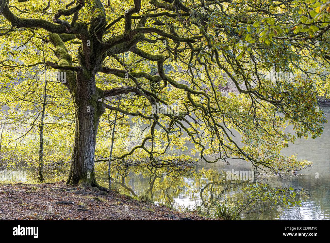 An old oak tree in autumn beside Cannop Ponds in the Forest of Dean, Gloucestershire, England UK Stock Photo