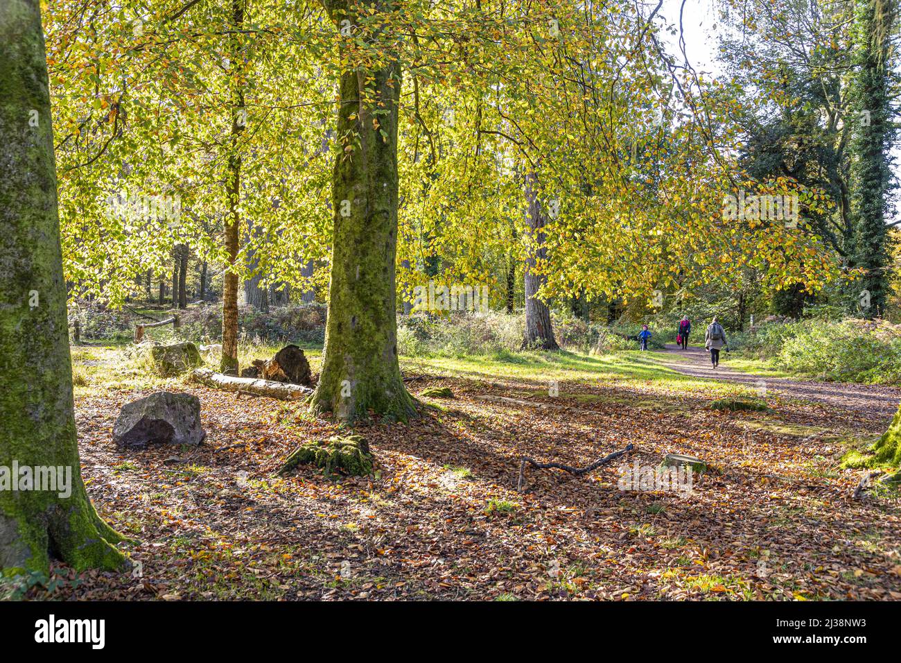 A beech tree in autumn in Speech House Woodland in the centre of the