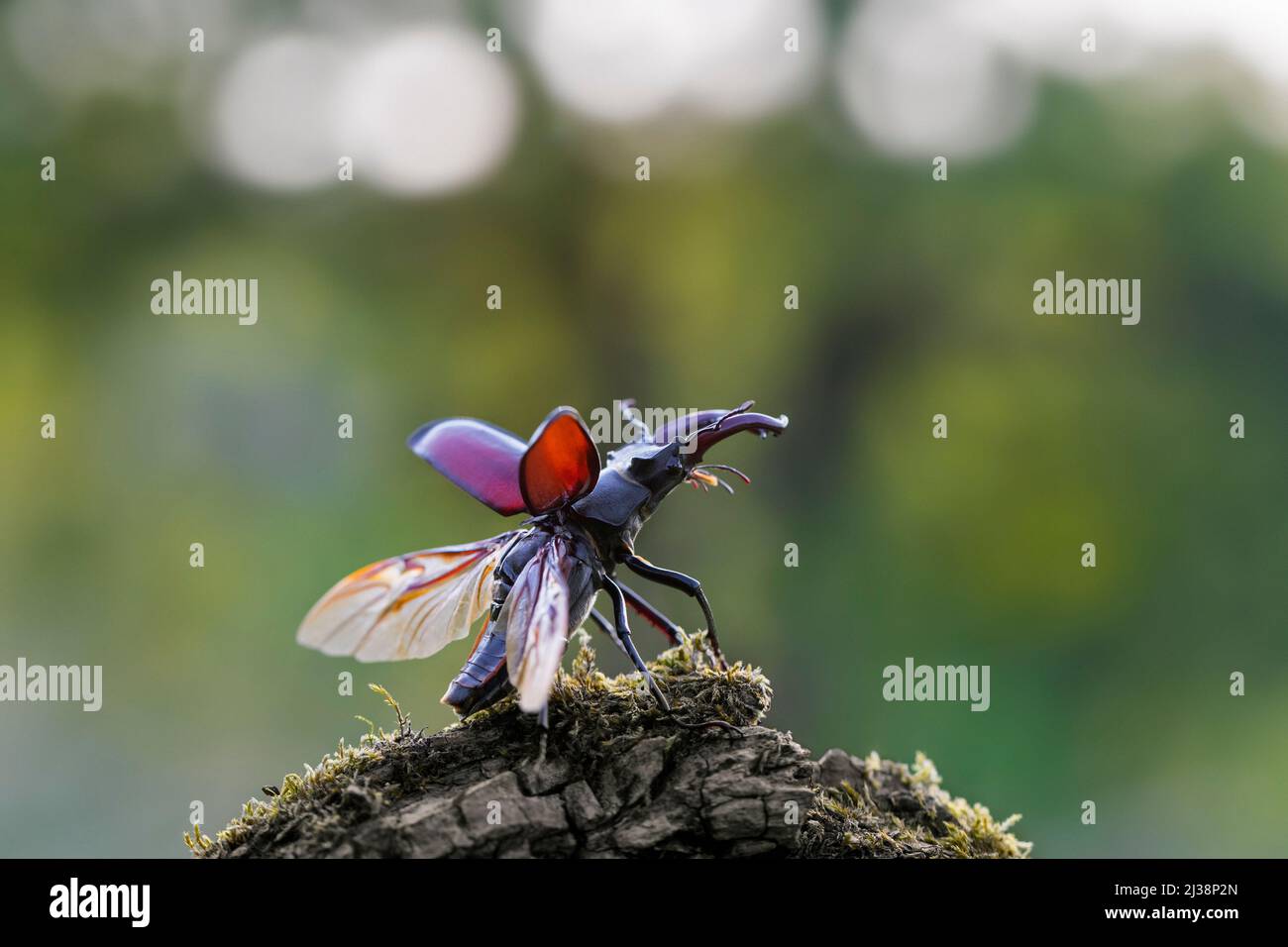 European stag beetle male (Lucanus cervus) with large mandibles / jaws exposing wings and wing cases before flying away in summer Stock Photo