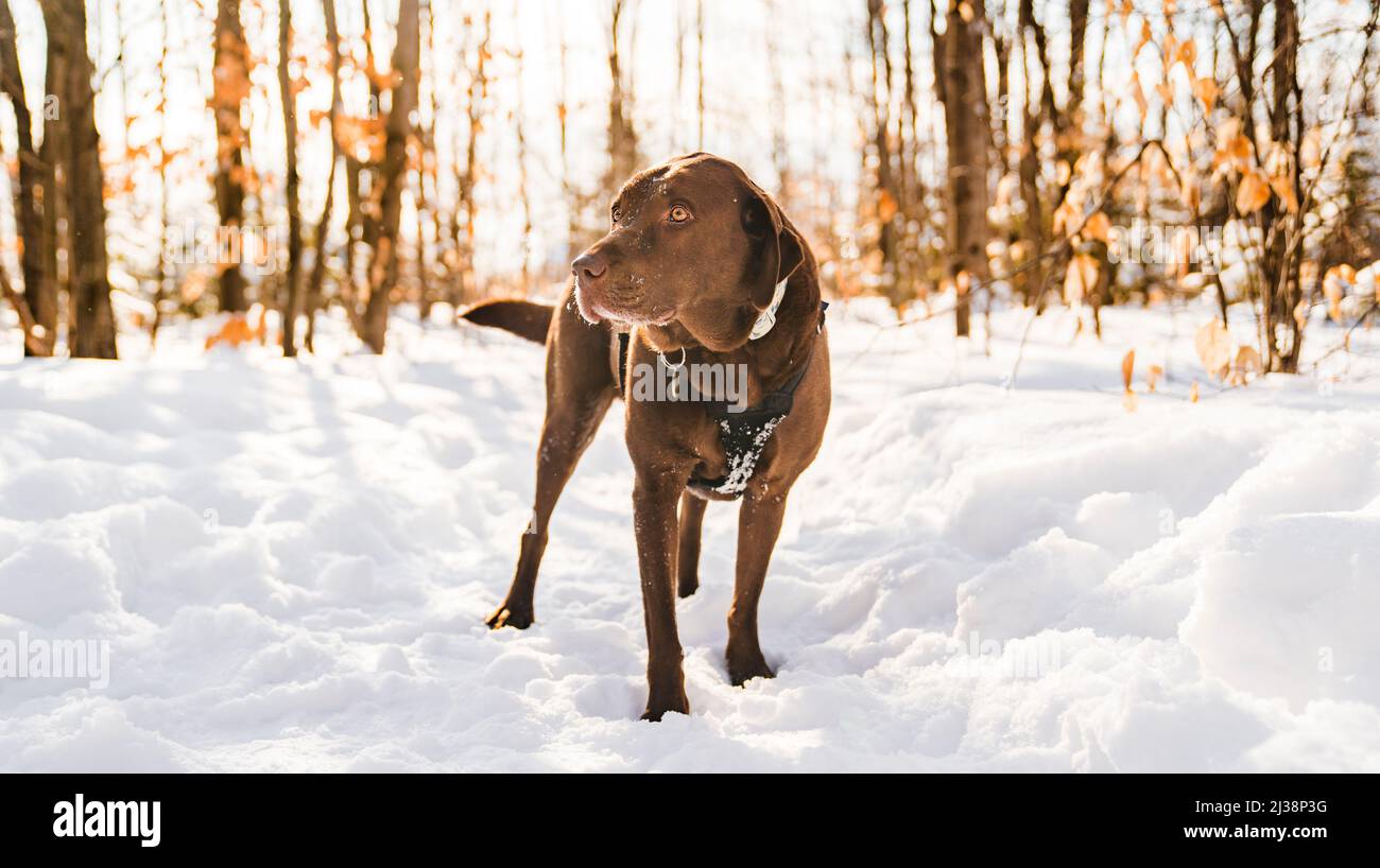 portrait of a Beautiful chocolate labrador retriever posing outside in winter season Stock Photo