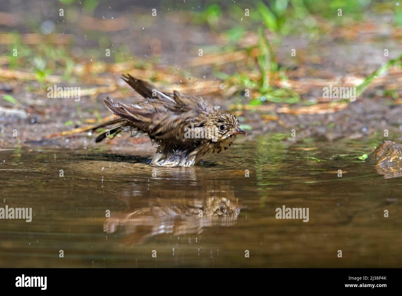 Tree pipit (Anthus trivialis) bathing in water from pond / rivulet Stock Photo