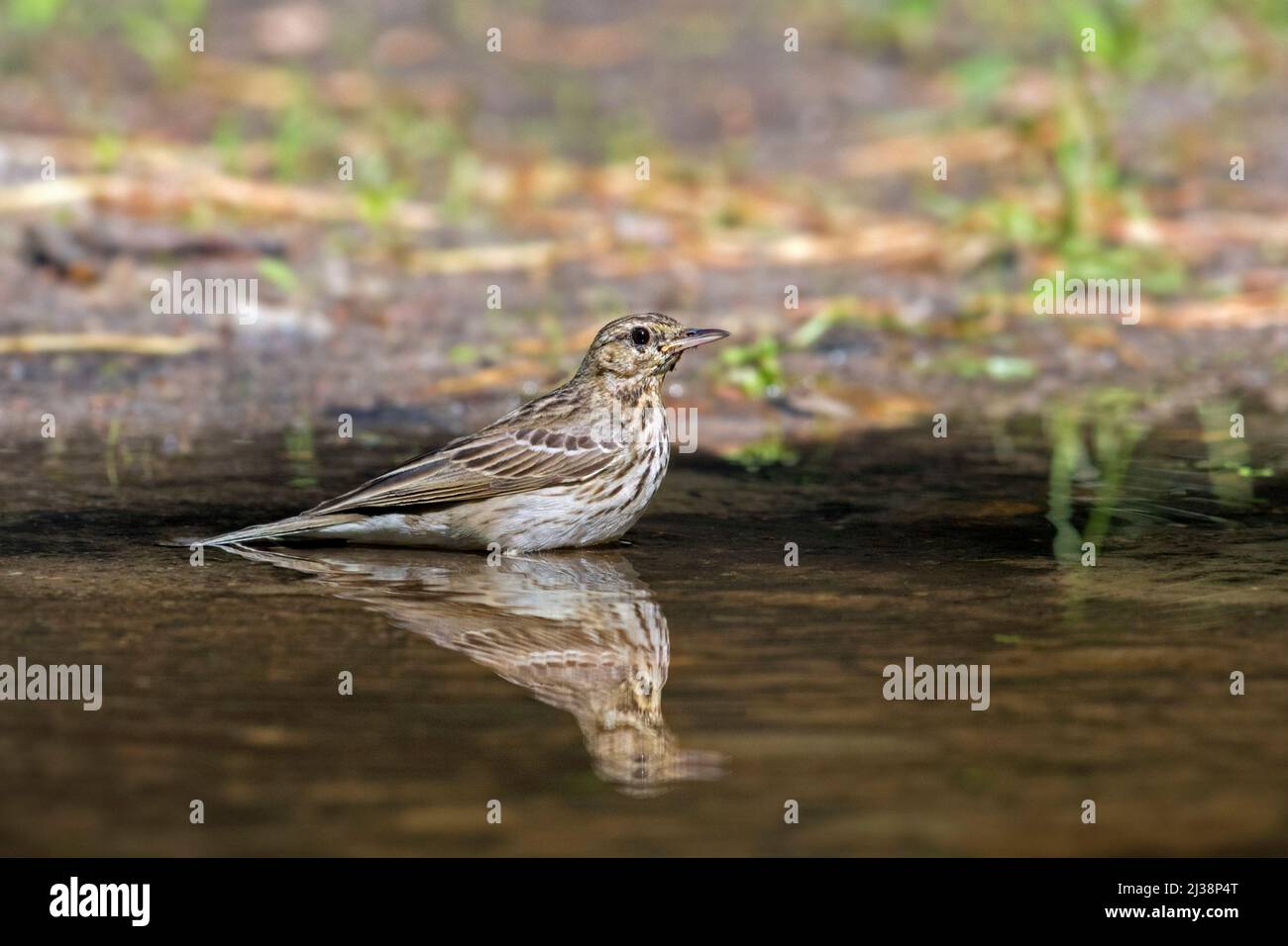 Tree pipit (Anthus trivialis) bathing in water from pond / rivulet Stock Photo