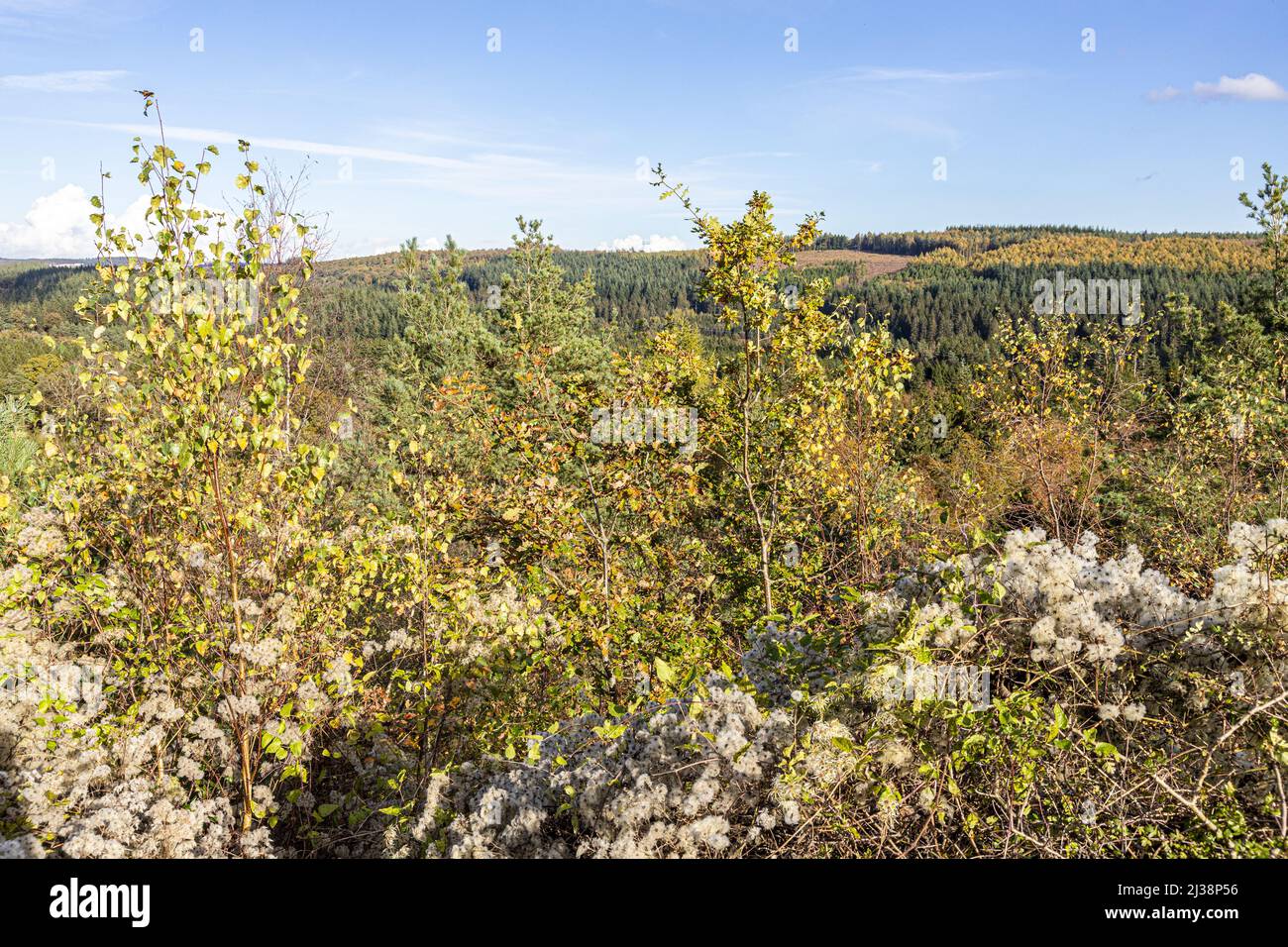 The view from the top of New Fancy Viewpoint (an old coal mine spoil heap) in the the Forest of Dean near Parkend, Gloucestershire, England UK Stock Photo