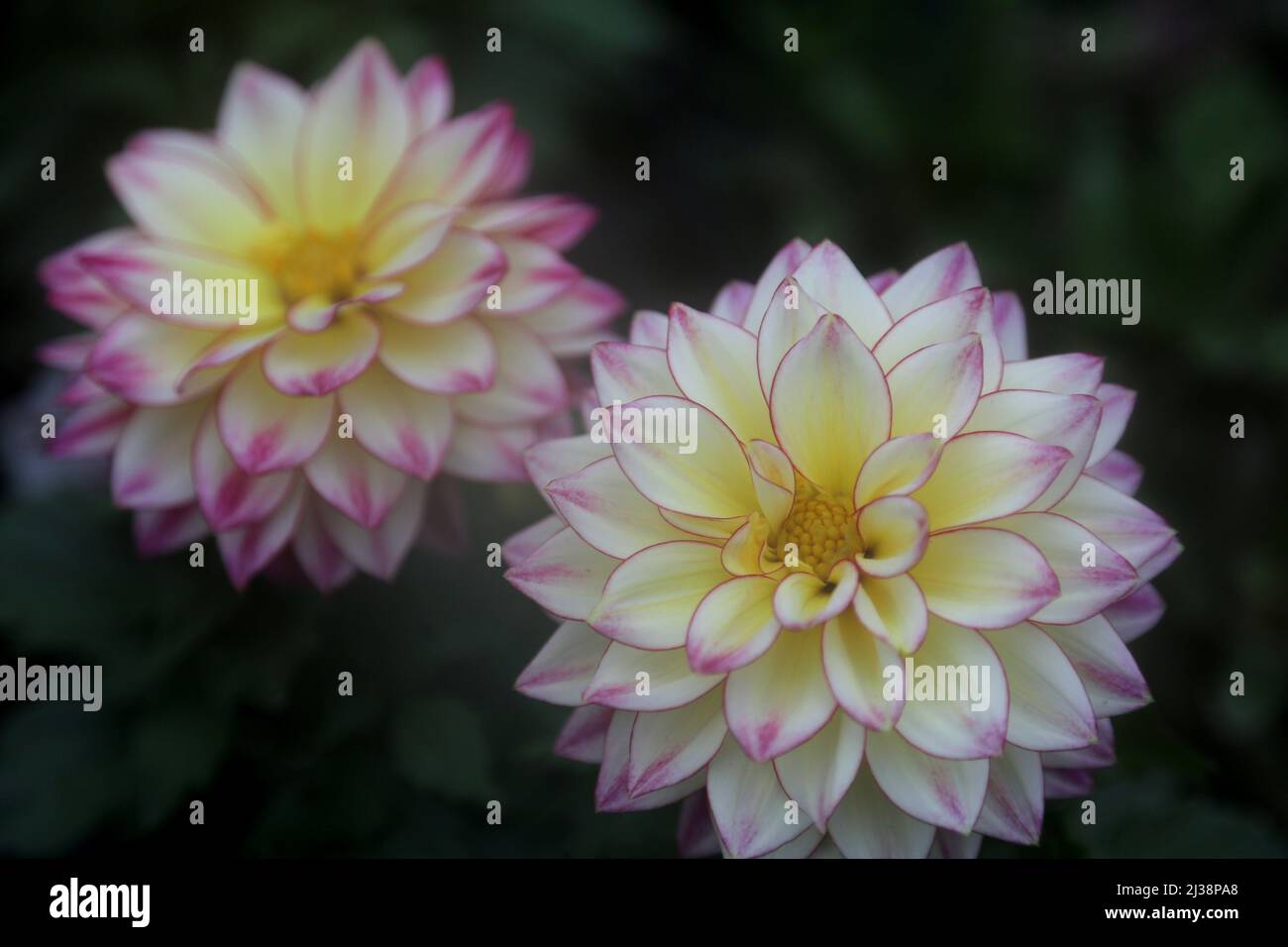 A dahlia flower features white petals edged in purple. Stock Photo
