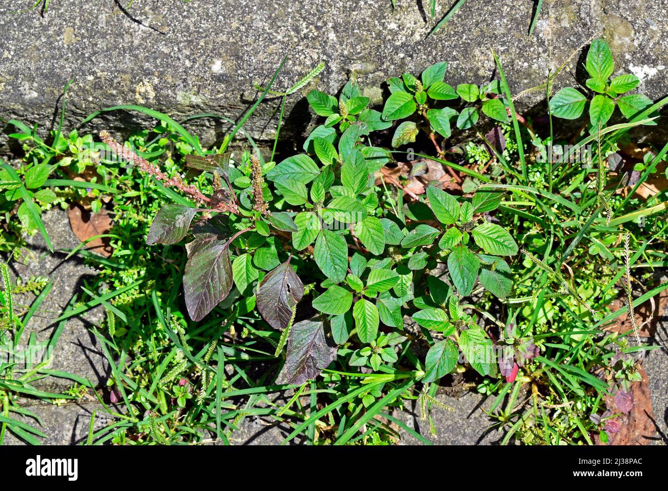 Green amaranth, Slim amaranth or Smooth amaranth (Amaranthus hybridus), edible weed Stock Photo