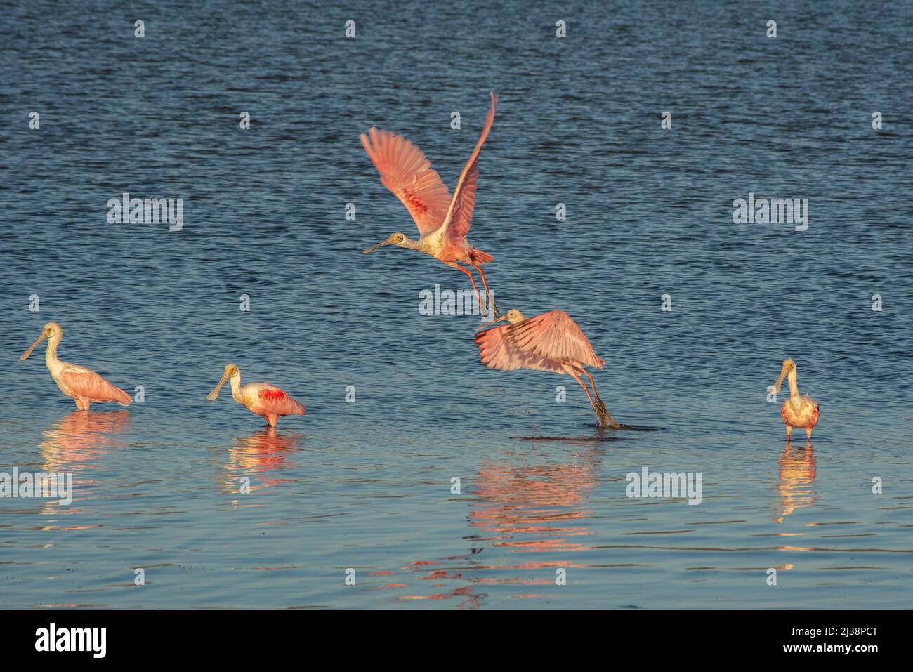 Five roseate spoonbills, two taking off and three wading, in the Estero el Soldado (Estuary of Soldiers) in San Carlos, Sonora, Mexico. Stock Photo