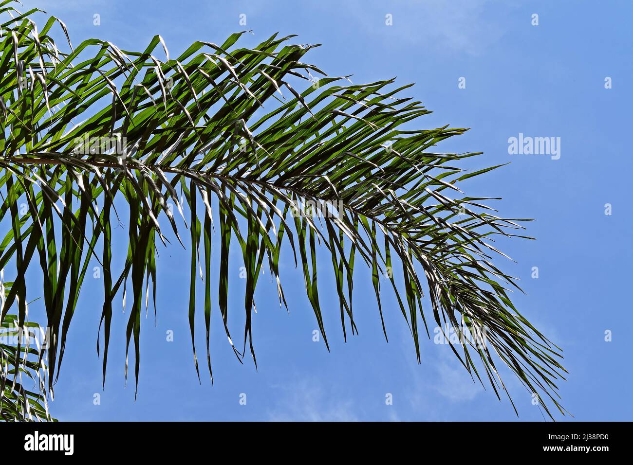 Palm tree fronds growth hires stock photography and images Alamy