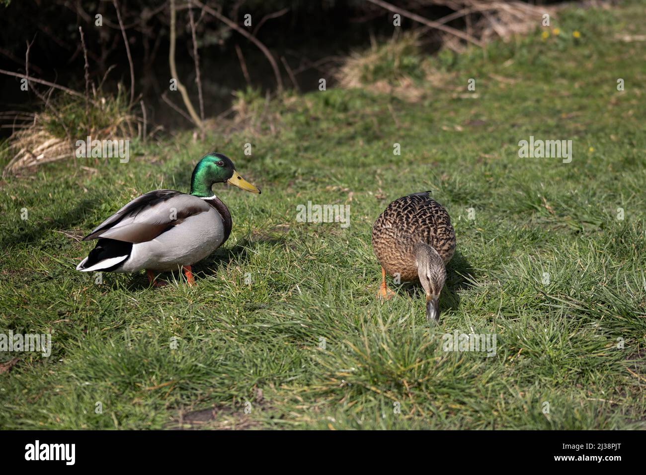 Male and female malleard ducks deeding on grassland, West Sussex,UK Stock Photo