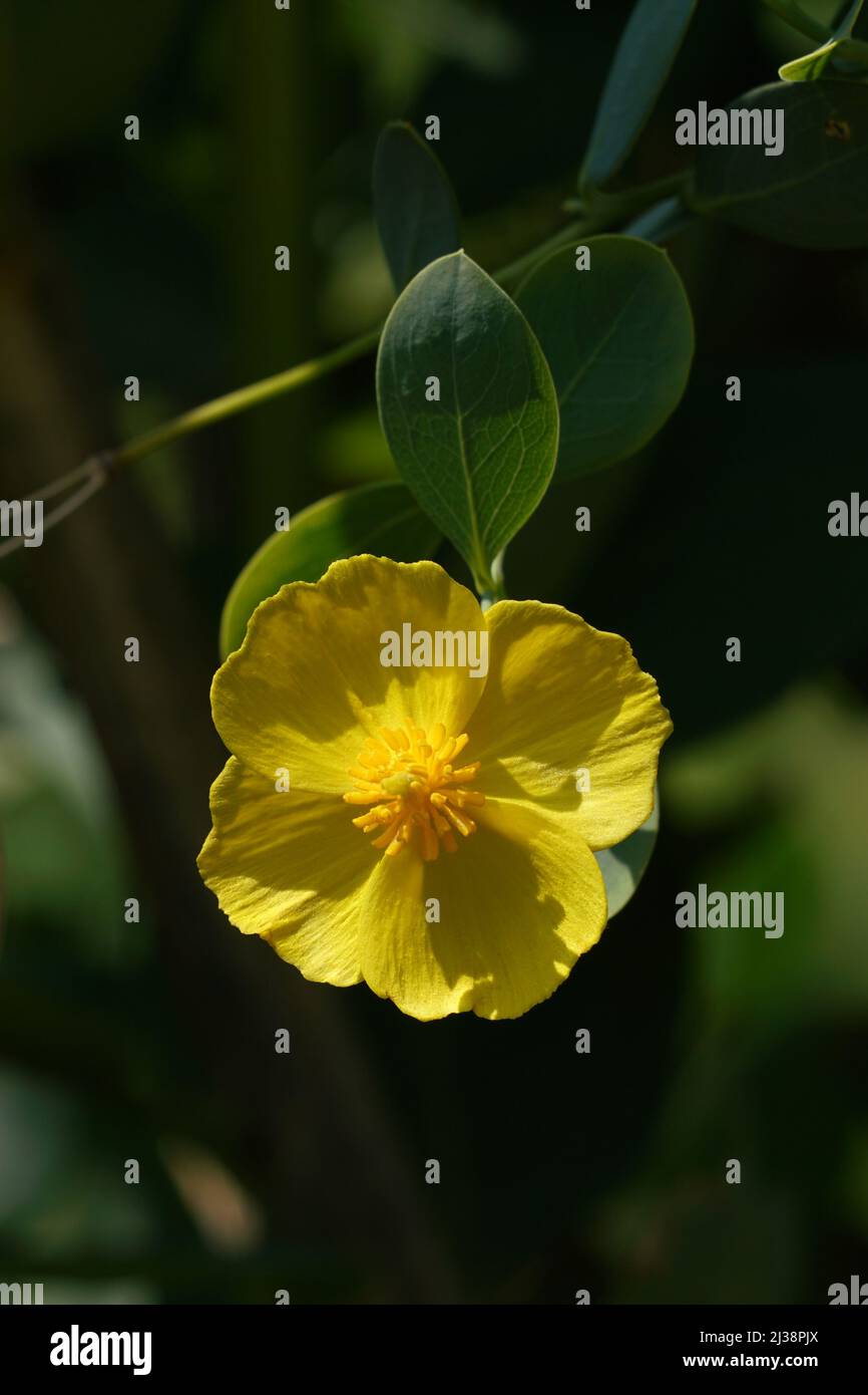 Close up of California Bush Poppy Flower. Stock Photo