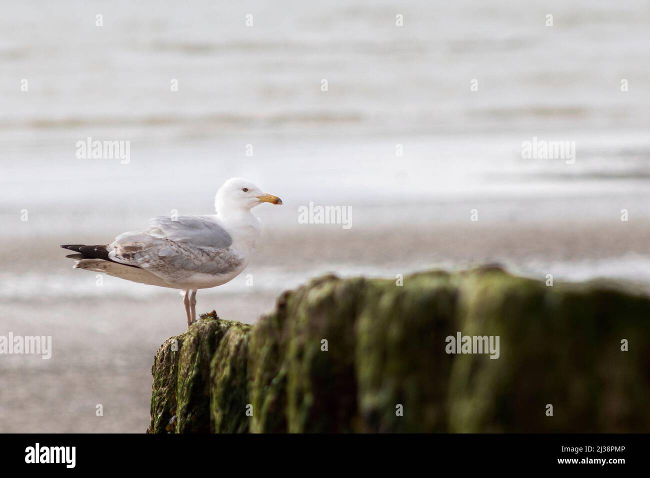Herring gull perched on a goyne on Worthing beach, West Sussex, UK Stock Photo