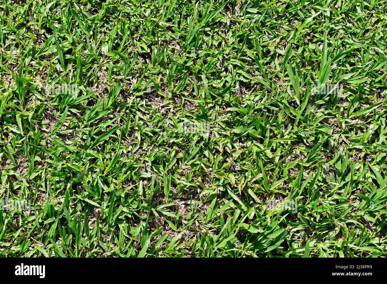Green grass pattern texture background Stock Photo