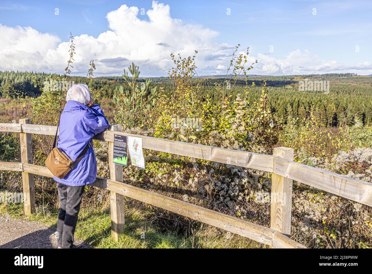 A middle aged lady enjoying the view from the top of New Fancy Viewpoint (an old coal mine spoil heap) in the the Forest of Dean near Parkend, Glouces Stock Photo