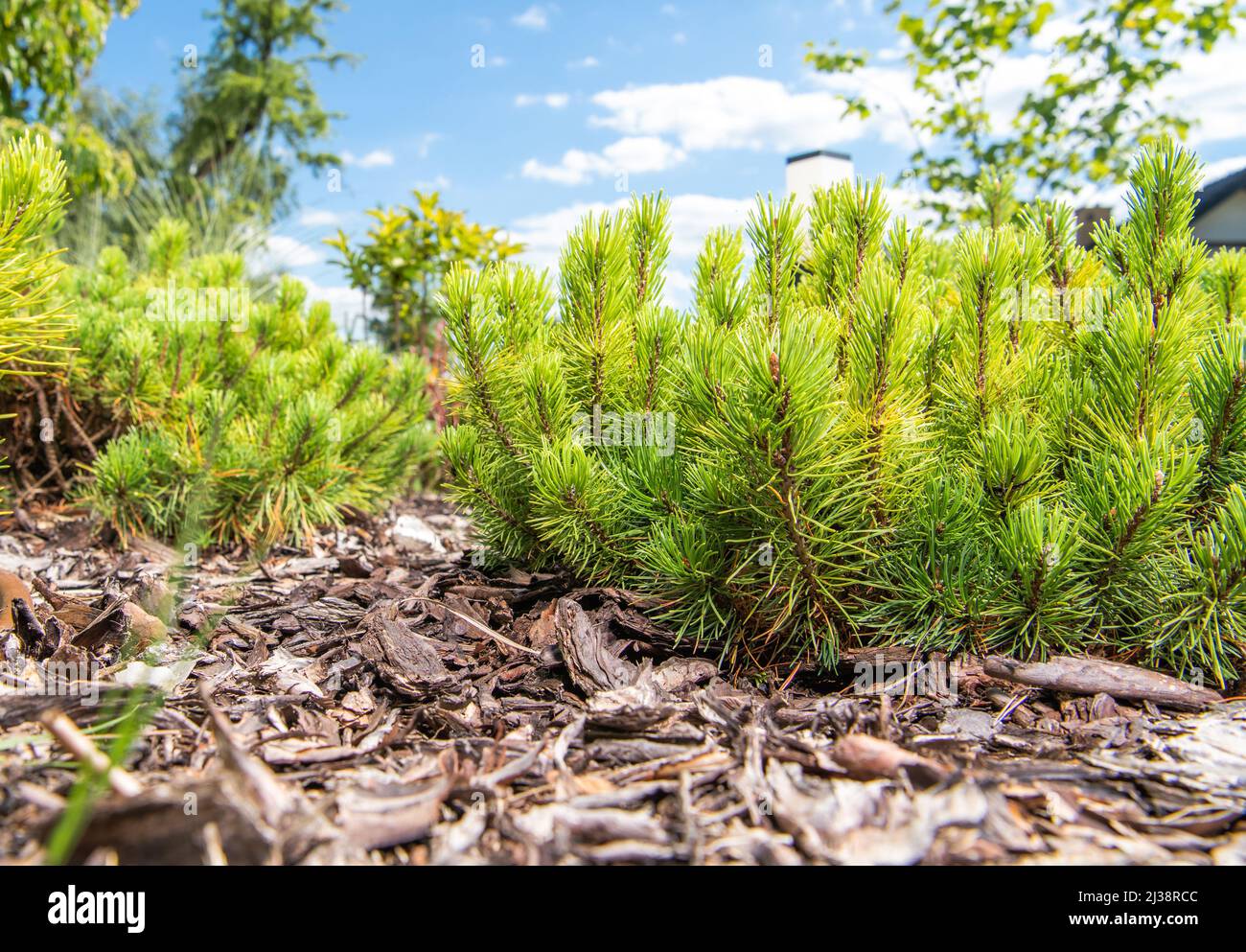 Pinus Mugo Dwarf Mountain Pine in a Garden During Sunny Spring Day. Stock Photo