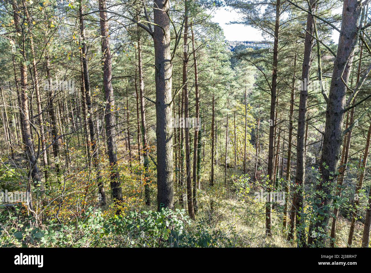 Conifers planted on the side of New Fancy Viewpoint (an old coal mine spoil heap) in the the Forest of Dean near Parkend, Gloucestershire, England UK Stock Photo