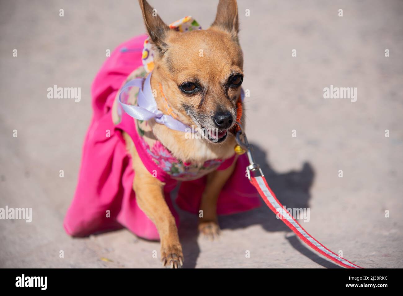 chihuahua in pink dress Chihuahua, Dress 