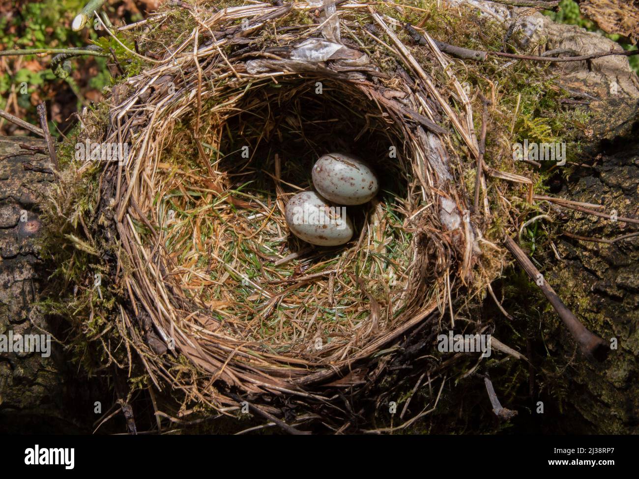 Mistle Thrush nest, Turdus viscivorus, nest with two eggs, Queen's Park, London, United Kingdom Stock Photo