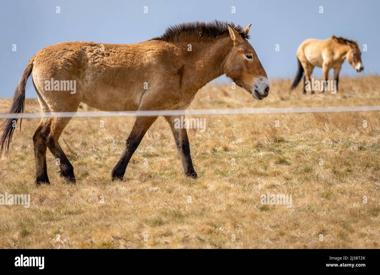 Two horse of Przewalski (wild Dzungarian, mongolian horse) in new big pasture in fence. Prague Divci Hrady, Czech republic. Stock Photo