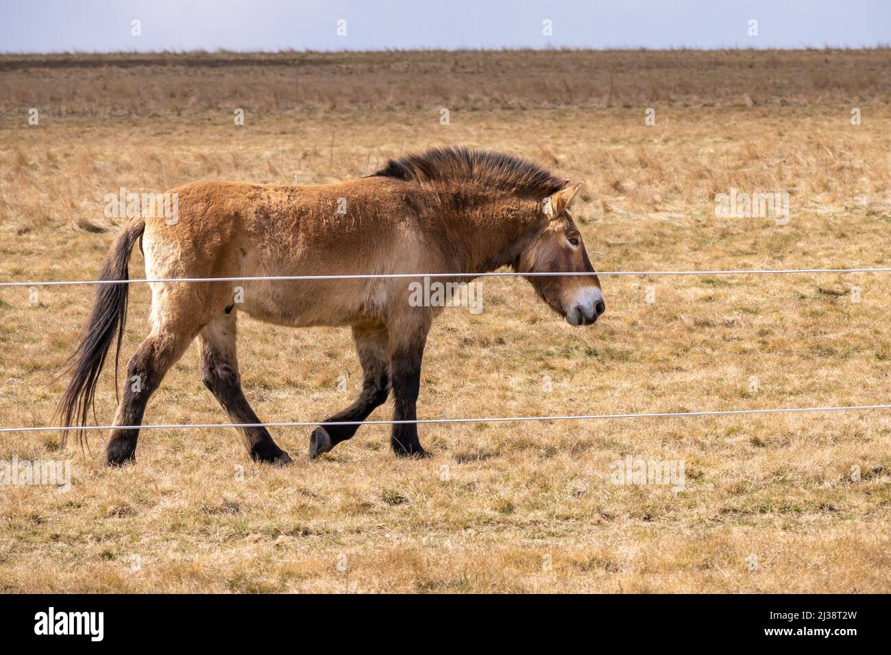 Przewalski's horse (wild Dzungarian, mongolian horse) in pasture in fence. Prague Divci Hrady, Czech republic. Stock Photo