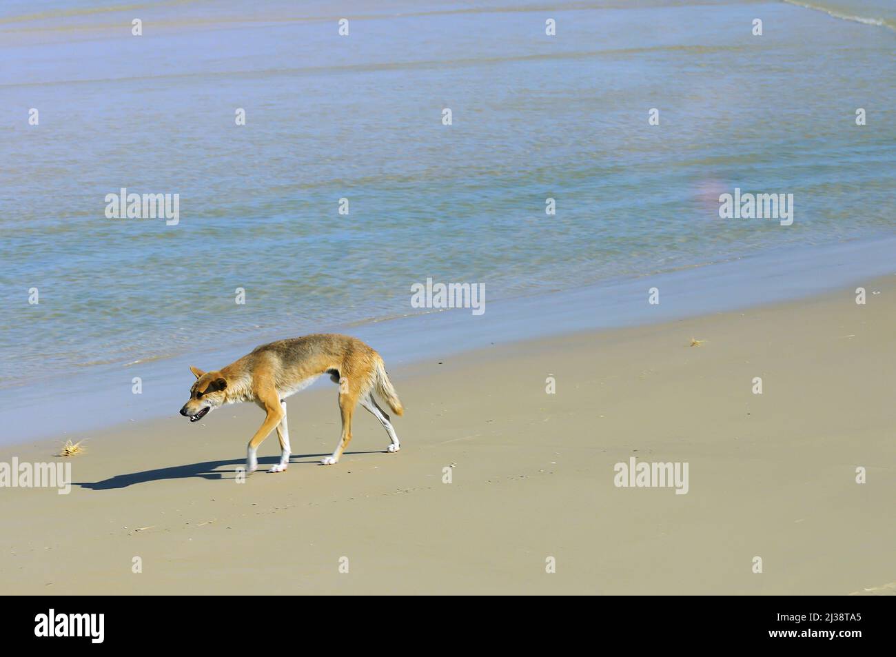 Dingo a wild inhabitant protected species  .walking on the beach at Frazer Island  K'gari Queensland Australia Stock Photo