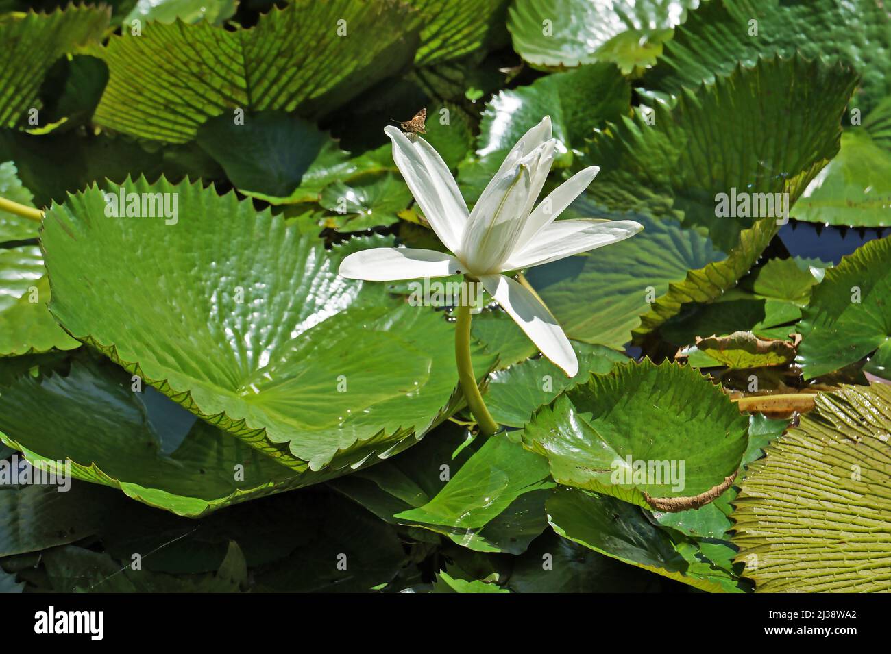 White water lily (Nymphaea alba) on lake Stock Photo