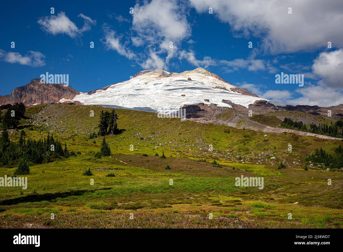 WA21326-00...WASHINGTON - Meadows below the Railroad Grade leading to Easton Glacier and the summit of Mount Baker in the Mount Baker National Recreat Stock Photo