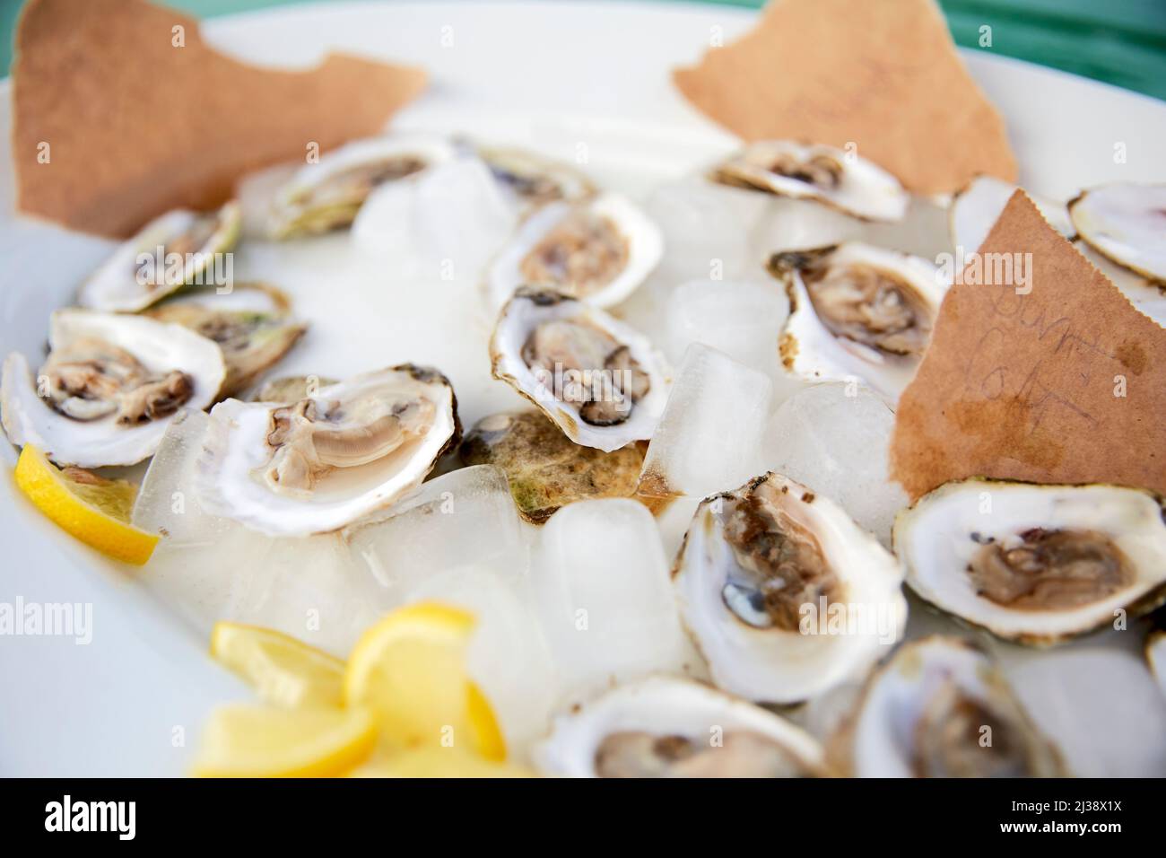 Sample Platter of Maine Oysters Stock Photo