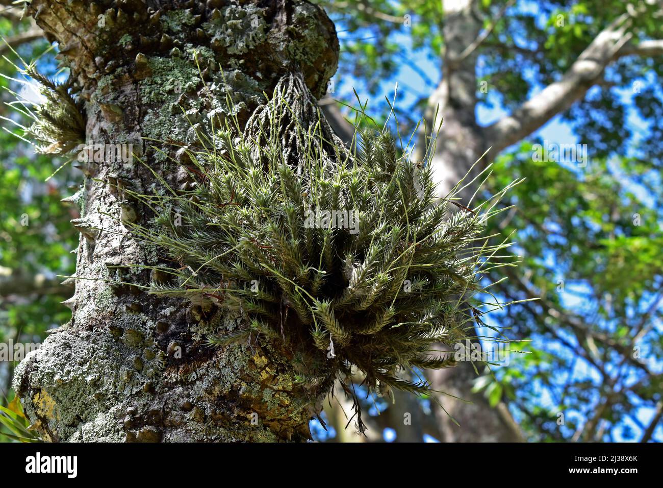 Air plant (Tillandsia tricholepis) on tree trunk Stock Photo
