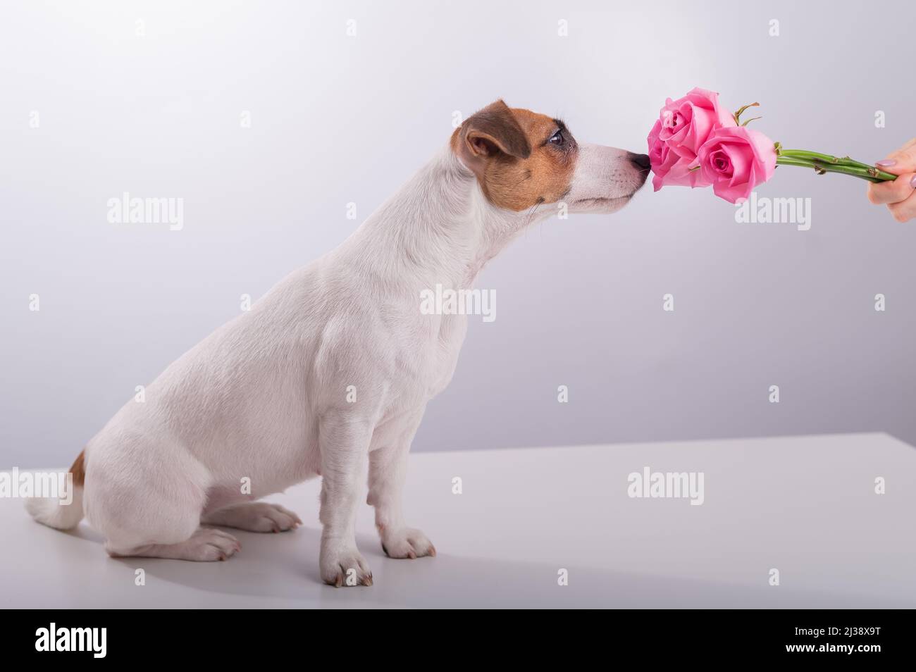 Portrait of funny dog Jack Russell Terrier sniffing a bouquet of roses on a white background Stock Photo