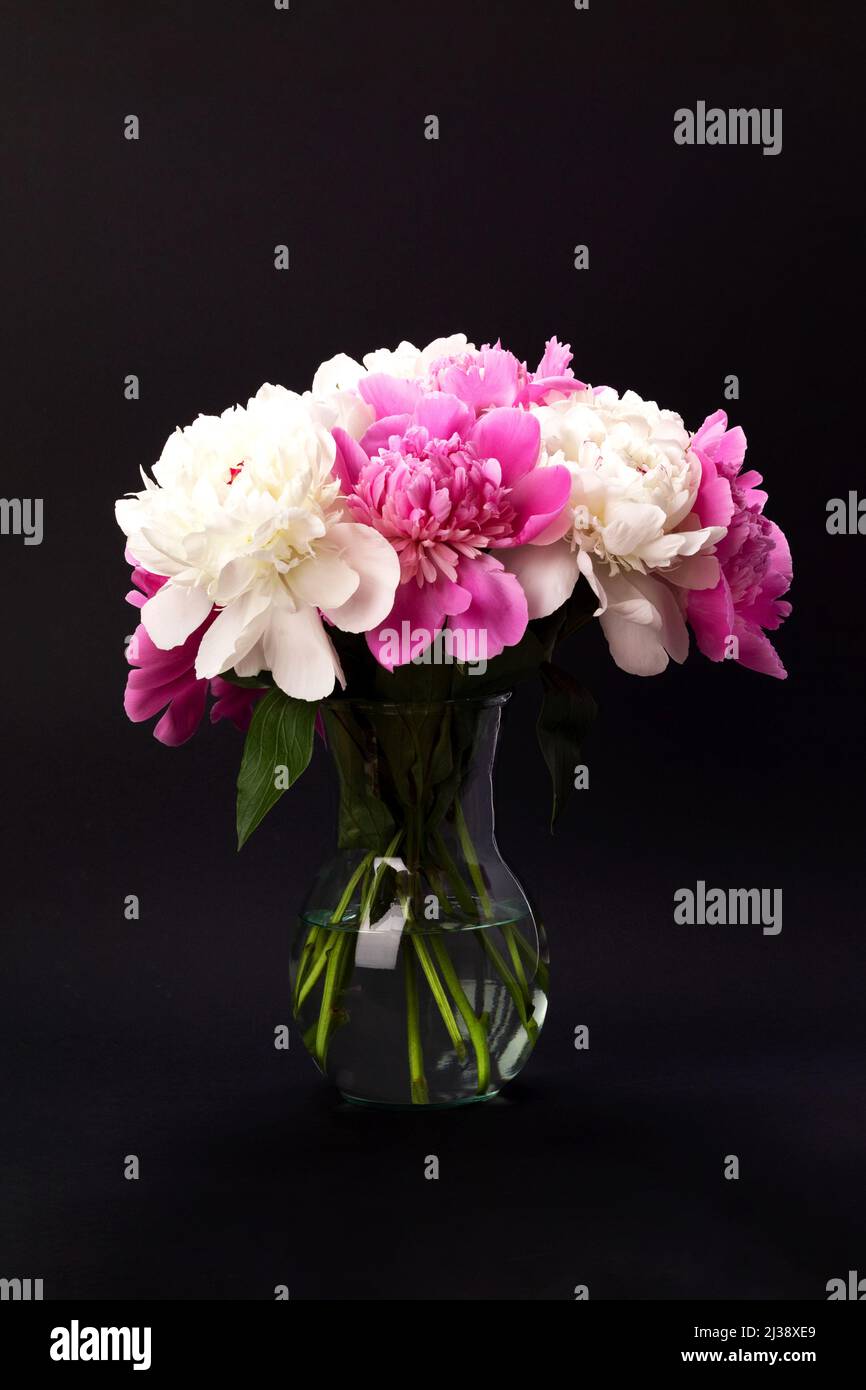 Bouquet of pink and white peonies in glass vase on black background ...