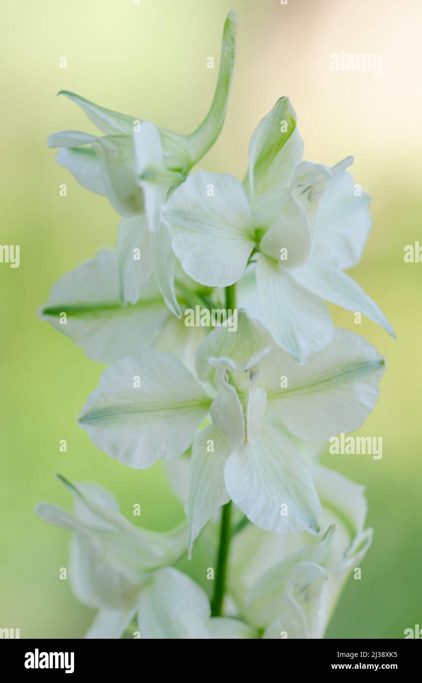 White rocket larkspur blooms set against a yellow background. Stock Photo