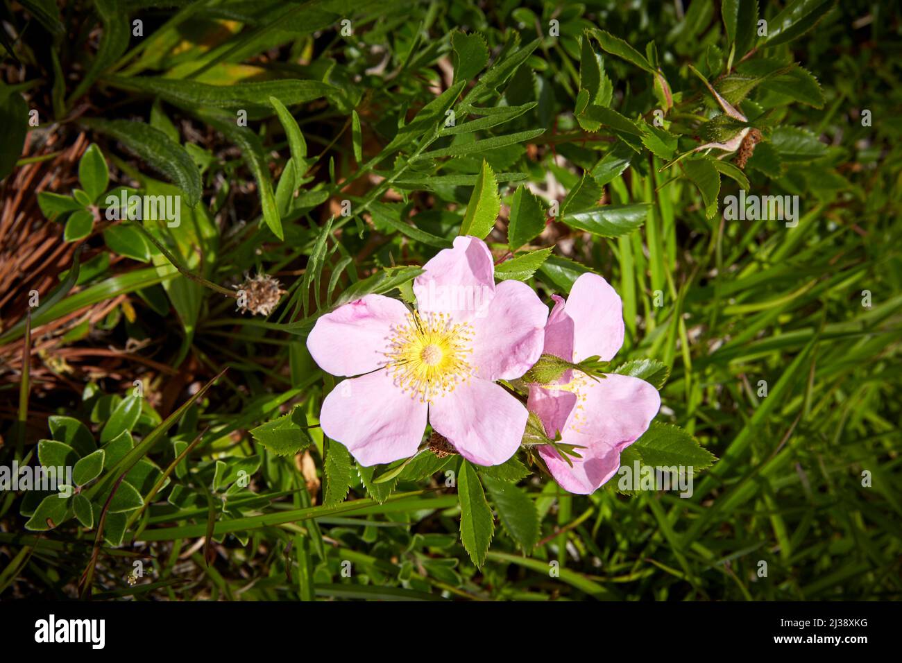 Beach Rose on Cape Cod Stock Photo Alamy